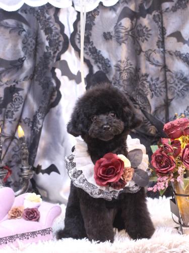 20231015豆ちゃん